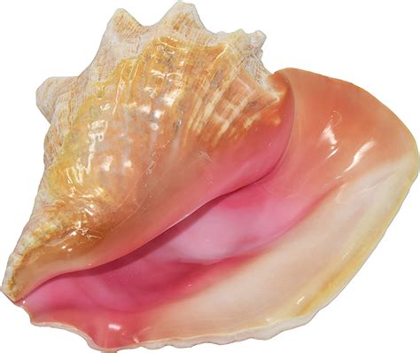 Pink shell. Things To Know About Pink shell. 