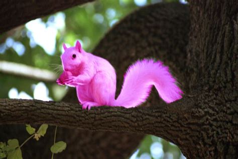 Pink squirrel. Native to parts of Canada and Mexico as well as the eastern half of the United States, including Texas, Missouri, and Florida, and New York. Fox Squirrels live in forested areas where they feed on mostly fungi, fruit, seeds, and nuts, but will occasionally also eat bird eggs. 3. Arctic Ground Squirrel. arctic ground squirrel. 