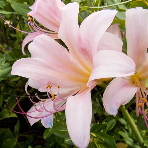 Pink.lily. Pink lilies are a species of Oriental lily (Lilium spp.) and include the Journey’s End and Mona Lisa lily varieties. Oriental lilies bloom in the late summer and fall, unlike their... 