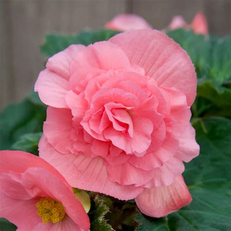 😈 Pinkbegonia Leaked [HD] 39 Photos