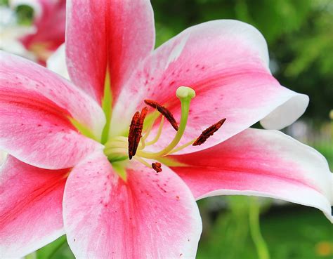 Pinklilly. A highly contradictory symbolism of lilies is that they are used as a symbol of love, affection, and also purity on one hand, but also as a symbol of death and grief on the other. Another interesting thing about … 