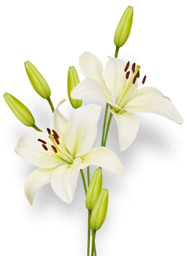 Pinnacle cremation services ltd obituaries.  Thank you for visiting our website.  H...