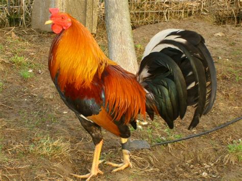 Pinnon yellow leg hatch fighting style. Your One Stop Poultry Supply Shop - Pinnon Hatch Farms - Custom Stamped Wing Bands - Hanging Feed & Water Cage Cups - Gamefowl - Poultry Netting ... 100pk Customized ... 