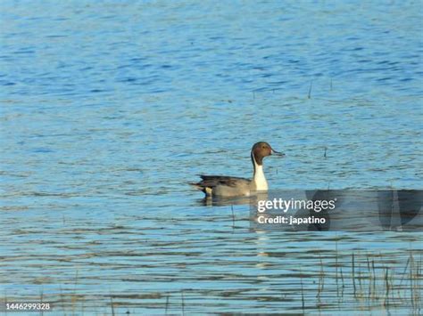 Pintail Drake Photos and Premium High Res Pictures