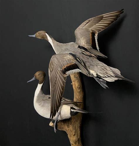 Showpiece Taxidermy: Wood Duck, Mallard, And Pinta