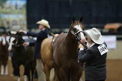 2023 Pinto World Championship Update – Remaining Classes Cancelled. June 19, 2023 | Filed under: Breaking News, Featured | Posted by: Delores Kuhlwein. Provided by Pinto Horse Association of America. Graphic provided by PtHA – 6/18/2023. Further information will be posted as it is received from the Pinto Horse Association – for more ...