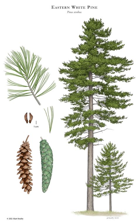 Pinus strobus (eastern white pine) description - conifers.org