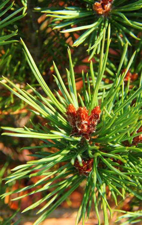 Pinus sylvestris / Scots pine Conifer Species - American Conifer …