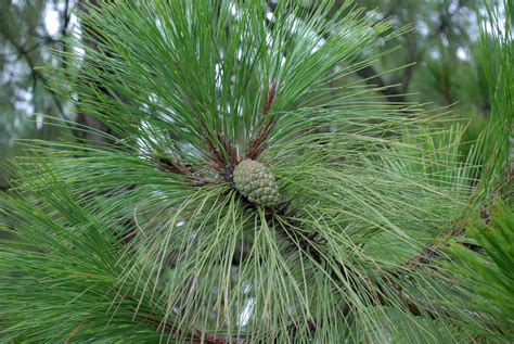 Pinus yunnanensis - Useful Temperate Plants