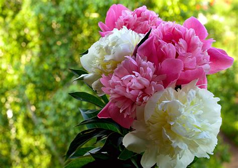 Pion_White Leaks [SEX VIDEO] 133 Vids