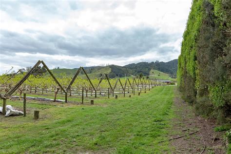 Pioneering persimmon orchard for sale offers sweet …