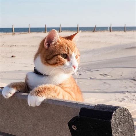 Pip the Beach Cat on Instagram: “#throwbackthursday to one of …