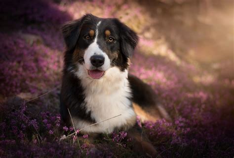 Pipa - Lovefool Australian Shepherds