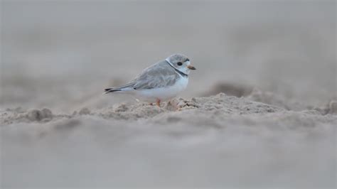Piping plovers love story continues at Montrose Beach after fledglings released