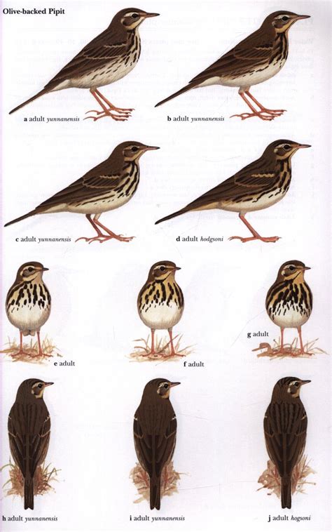 Pipits and wagtails of europe asia and north america identification and systematics helm identification guides. - The veteran s survival guide how to file and collect on va claims second edition.