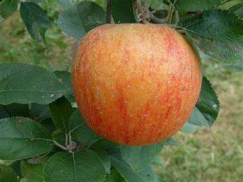 Pippins - A Taste of New York's Own Apple. Newtown Pippins are available at some farm stands, by mail or locally in New York. BRIERMERE FARMS -- $4 a quart (about 3 pounds). 4414 Sound Avenue, Riverhead, N ...