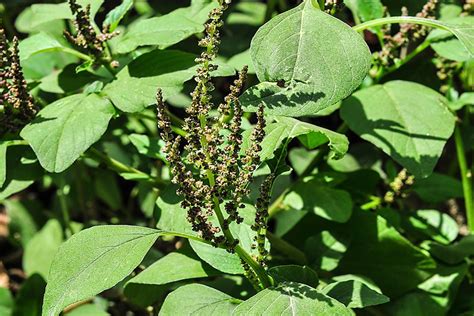 Pira&iacute; Vaca, H&ouml;hepunkte der Karriere