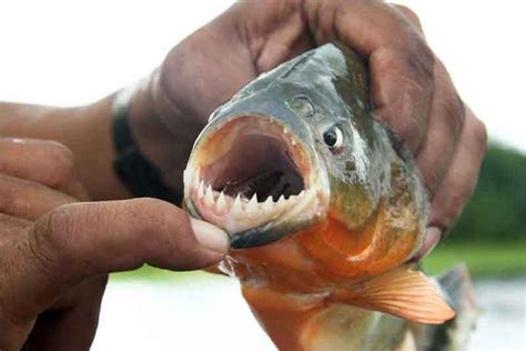 Piranha teeth. Fact 10 – Piranha Teeth are Used by Humans. Piranhas have sharp teeth that are arranged on both rows. The word Piranha literary translates to ‘toothfish’ in local Brazilian language ‘Tupi’. The adult fish is known to have interlocking teeth that line the jaws. A true Piranha’s teeth are described to be tricuspid; the middles crown is raised to about 4 … 