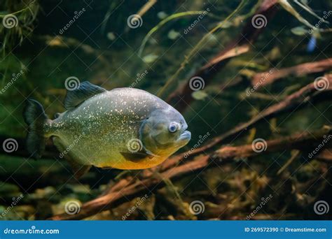 Piranhas