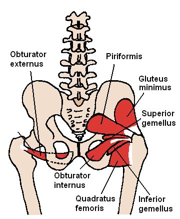 Piriformis Physiopedia.