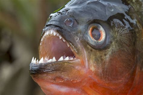 Feb 22, 2017 · Many different fish are called "piranha," but the number of species is a matter of debate, according to Piranha-Info. "New unidentified species, regional varieties and color forms are discovered ... 