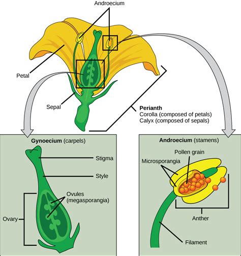 Pistil Structure - Flowering Plants Reproduction Questions ... - Sanfoundry