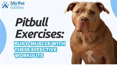 Pit Bull Exercises That Help Pack On Muscle, Strength