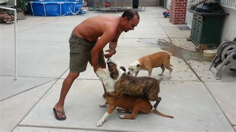 Pit bull attack. Things To Know About Pit bull attack. 