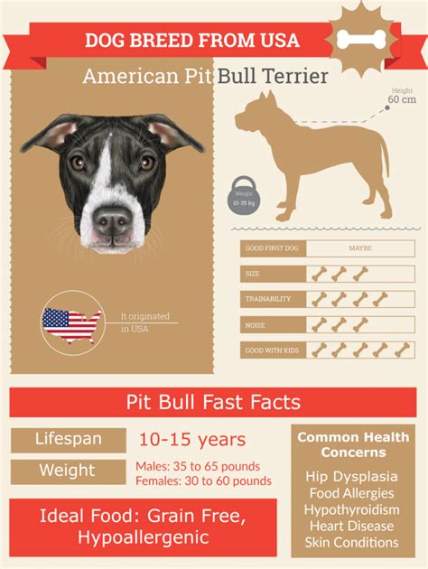 Pit bull life span. 