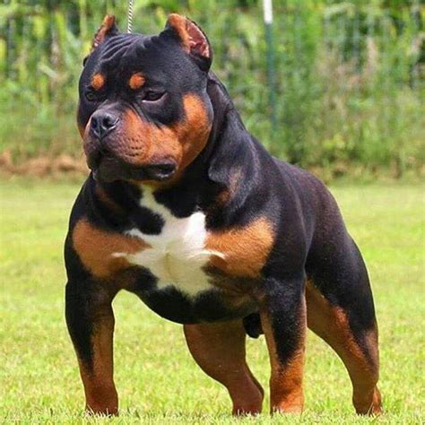The Pitweiler is a mixed breed – a cross between Rottweiler and American Pit Bull Terrier dog breeds. Protective and courageous, this mix is a good watchdog and family …