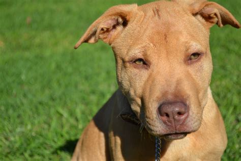 40 Times Pit Bulls Mixed With Other Breeds, And The Result Was Absolutely Pawsome. Rokas Laurinavičius and. Ilona Baliūnaitė. 434. 166. ADVERTISEMENT. Pit Bulls receive a lot of bad press. But aggressive dogs aren't born -- they're made that way. Maybe they weren't socialized as puppies, maybe their owner abused or starved them …. 