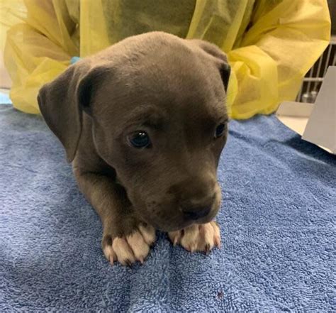 Pit bull puppy’s owner disputes California police statement that dog OD’d on fentanyl