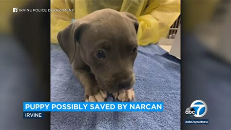 Pit bull puppy overdoses on fentanyl, is revived with Narcan, SoCal police say