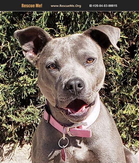Pit bull rescue albuquerque. "Pit Bull for adoption in Albuquerque, New Mexico." - ♥ RESCUE ME! ♥ ۬ « Back to View More Listings. Animal no longer available Visit a different page: New Mexico Pit Bull Rescue View other Pit Bulls for adoption. Rescue Me! View 200+ other breeds for … 
