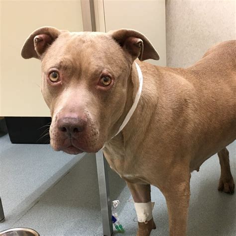 Pit bull rescues near me. Things To Know About Pit bull rescues near me. 