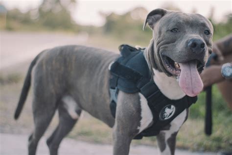 Pit bull training. Concerning the training of "pit bulls" and other stubborn/aggressive breeds: If you've rescued a pit bull (or any terrier breed), it's very important to ... 