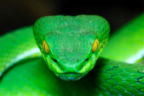 Pit vipers on face. Jul 23, 2020 · Pit viper is a common name used for species in the subfamily Crotalinae which share the defining feature of having infrared-sensing organs on the front of their face. “Pit viper” actually refers to over 150 different species that are found around the world and occupy habitats as diverse as the desert and the jungle – from Australia to Arizona. 