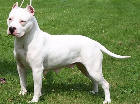Pit-Bull