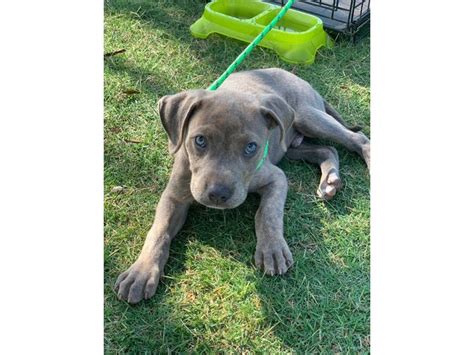 House Raised Puppies by Small Family experienced Breeder of Mastador Puppies (English Mastiff/Lab). Daily training, socialized, healthy, Intelligent.