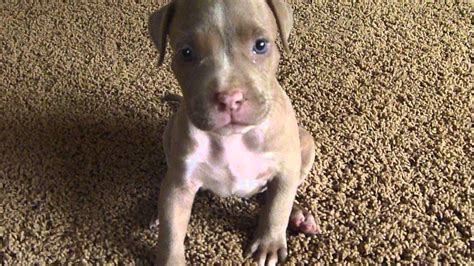 January 23, 2023By Happy Puppy TeamLeave a Comment Feeding a Pitbullpuppy starts with finding a commercial or homemade diet that contains all the right nutrition for their life stages. Changes need to be made gradually, and the number of meals each day needs to reflect their age.. 