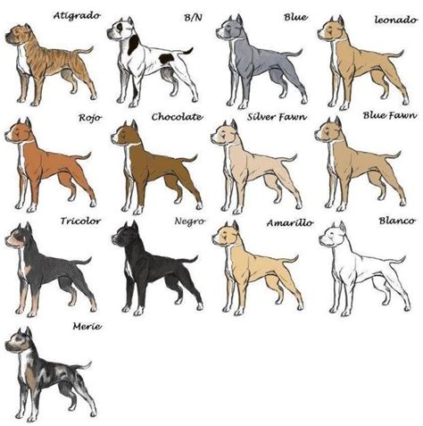 Pitbull Breeding Color Chart
