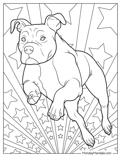 Pitbull Coloring