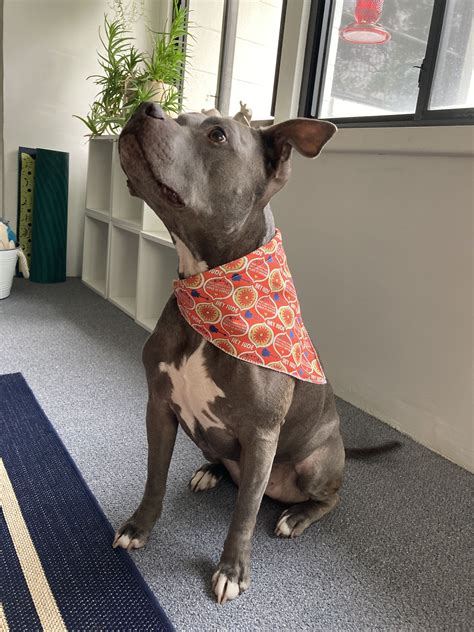 Pitbull Puppies Bandanas & Handkerchiefs Zazzle