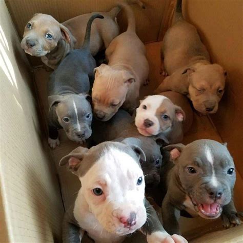 Pitbull Puppies In A Box