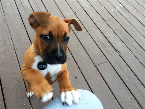Pitbull and boxer mix puppy. I have 2 puppies that need homes asap there is a small Rehoming fee plz send me a message and I will send u pics for some reason I can't post pics 1 male 1 female Pitbull and boxer mix puppies - pets - craigslist 