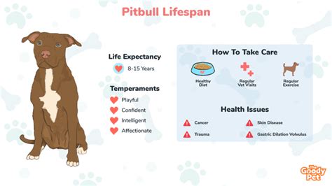 Pitbull average lifespan. Dec 14, 2022 · Pitbull Boxer Mix Lifespan. The average lifespan for a boxer pit mix is between 10 and 12 years, but the dogs can live up to 15 years. Pitbull Boxer Mix Puppy for Sale. Finding a Boxer Pitbull mix puppy in the United States is relatively easy. Many cities, especially larger ones, have a variety of animal shelters and … 