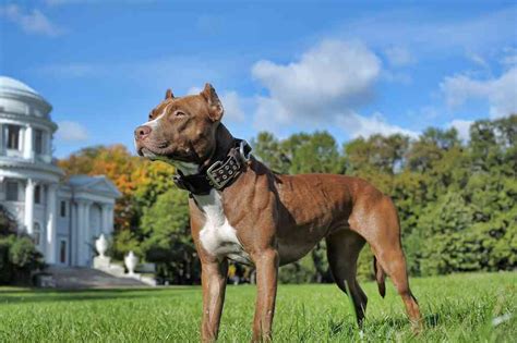 Pitbull breeder near me. Things To Know About Pitbull breeder near me. 