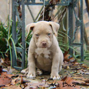 CT PITBULLS KENNEL. A family-owned kennel located in Windsor, C