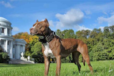 Pitbull breeders near me. Things To Know About Pitbull breeders near me. 