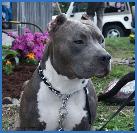 Pitbull clipped ears. Sep 17, 2020 ... Posting a dogs cropped ears with mole foam. North West Cane Corsos ... Diving into the World of Pitbull and Bully Ear Cropping. QBN Kennel ... 